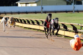 Horsham Cup Heats Wrap: Speeding Ticket Fastest