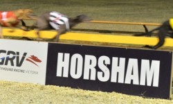 Horsham greyhound racing track to temporarily close as it undergoes a major upgrade