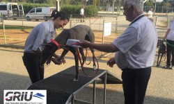 COVID-19: Changes to operational procedures around greyhound racing integrity